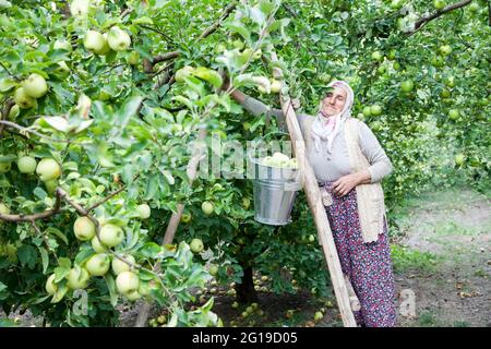 Amasya, Turchia - 09-29-2015: Contadino sconosciuto che raccoglie mele nel frutteto di mele. Foto Stock