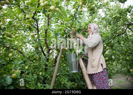 Amasya, Turchia - 09-29-2015: Contadino sconosciuto che raccoglie mele nel frutteto di mele. Foto Stock