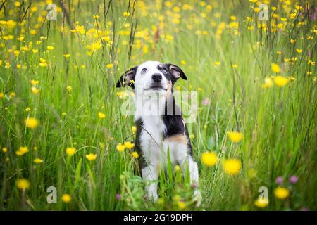 Border Collie cucciolo nel prato di fiori Foto Stock