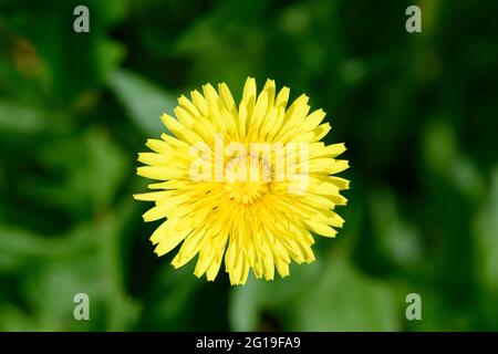 Testa di fiore di un dente di leone comune (Taraxacum officinale), su sfondo verde Foto Stock