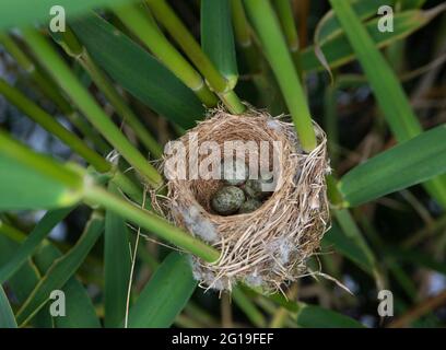 Nido di Reed Warbler, Acrocephalus scirpaceus, contenente quattro uova, Brent Reservoir, Londra, Regno Unito Foto Stock