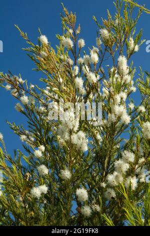 Albero del tè. Melaleuca alternifolia. Foto Stock