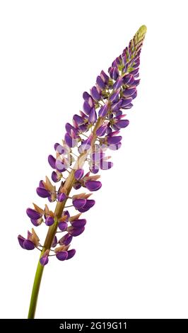 Lupino viola isolato su sfondo bianco. Lupin estate germoglio di fiori selvatici. Lilla fiore selvatico. Foto Stock