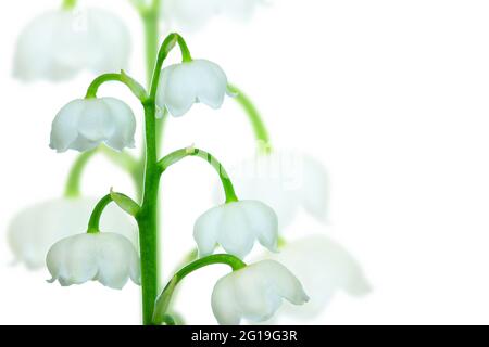 Giglio della valle, Convallaria majalis. Può campane, pianta fiorente dolcemente profumata. Fotografia macro, isolata su sfondo bianco con spazio di copia. Foto Stock