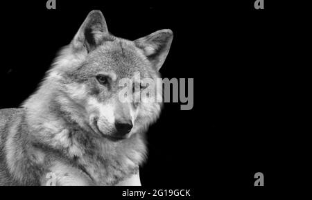 Bel lupo eurasiatico seduto sullo sfondo nero Foto Stock