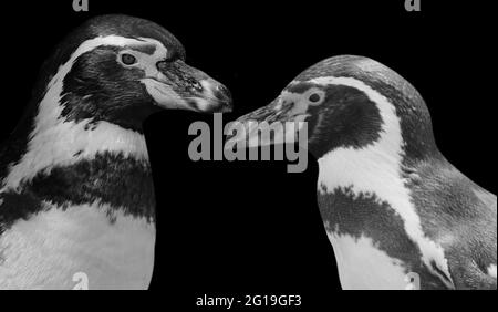 Due pinguini Magellanici viso in sfondo nero Foto Stock