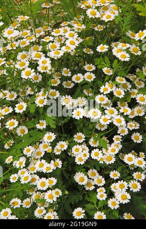 Camomilla. Matricaria camomilla Foto Stock