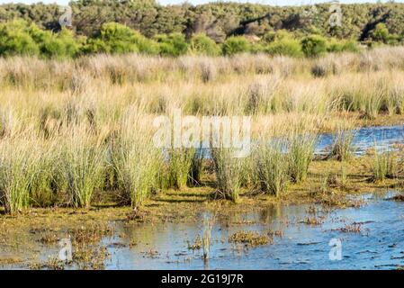 Rush comune (Juncus usitatus) e Wilsonia backousei (succulente in primo piano) sul bordo del lago Wollumboola, nuovo Galles del Sud, Australia Foto Stock