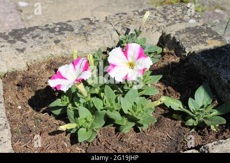 Petunia striata rosa e bianco Foto Stock