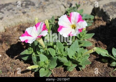 Petunia striata rosa e bianco Foto Stock