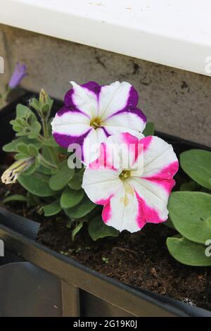 Petunia striata rosa e bianco Foto Stock