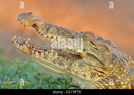 Ritratto di un grande coccodrillo del Nilo (Crocodylus niloticus) con mascelle aperte, Parco Nazionale Kruger, Sud Africa Foto Stock