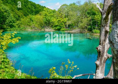 Natura vergine del parco nazionale dei lakees di Plitvice, Croazia Foto Stock