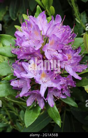 Fiori di Rododendro viola Foto Stock