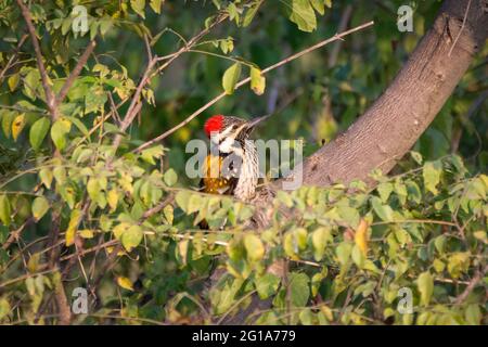 Un bel picchio maschio nero-rumped flameback (Dinopium benghalense), arroccato su un albero nel selvaggio. Chiamato anche il legno di minore oro-backed Foto Stock