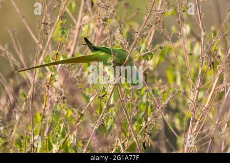 Un bel parakeet rosa (Psittacula krameri) di colore verde maschile, arroccato su una vegetazione morta nella natura selvaggia. Chiamato anche l'anello-collo par Foto Stock