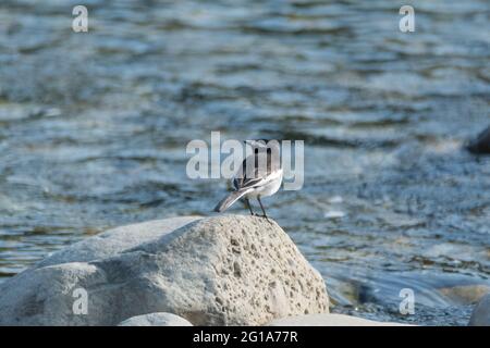 Una coda di carri dal colore bianco (Motacilla maderaspatensis), arroccata su una roccia vicino ad un fiume. Chiamato anche la grande coda di puntino. Foto Stock