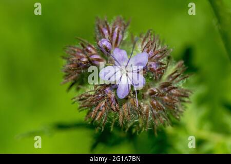 Lacy Phacelia fiore selvatico. Foto Stock