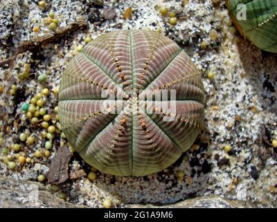 Pianta succulenta in giardino (Euphorbia obesa) Foto Stock