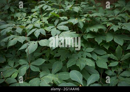 Foglie da vicino di Aesculus indica albero Foto Stock