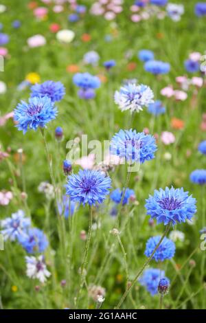 Centaurea ciano fiore primo piano Foto Stock