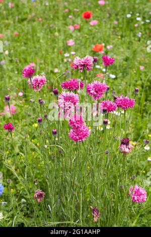 Centaurea ciano fiore primo piano Foto Stock