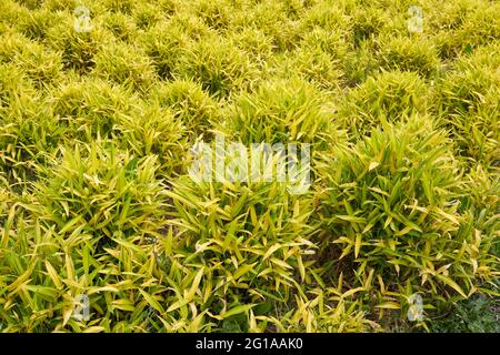 Pleioblastus viridistriatus piante in un giardino ornamentale Foto Stock