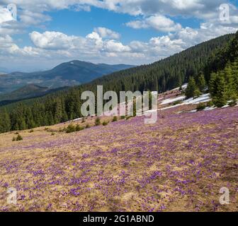 Fiore viola Crocus heuffelianus (Crocus vernus) fiori alpini sulla sorgente altopiano dei Carpazi, Ucraina. Foto Stock