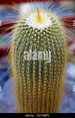 Cactus della sfera del limone, cactus della sfera dorata o cactus della torre gialla (Parodia leninghausii) Foto Stock