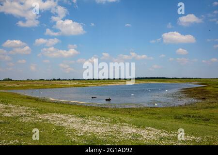 Bufali d'acqua nella riserva naturale Bislicher Insel sul basso Reno vicino Xanten, paesaggio alluvionale, Nord Reno-Westfalia, Germania. Wasserbue Foto Stock