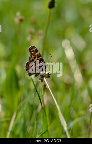 La mappa (Araschnia levana) è una farfalla della famiglia Nymphalidae, farfalla marrone e arancione, primo piano. Foto Stock