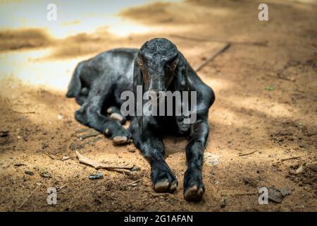 Ritratto di una giovane capra nera in azienda. Foto Stock