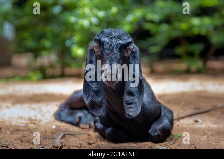 Ritratto di una giovane capra nera in azienda. Foto Stock