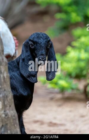 Ritratto di una giovane capra nera in azienda. Foto Stock