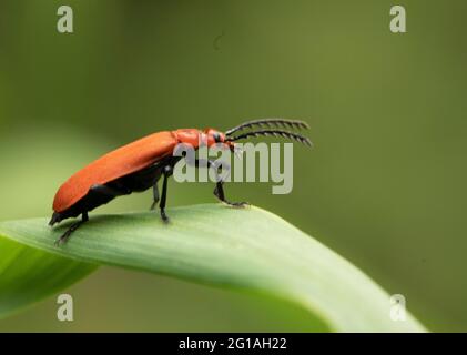 Cardinale Beetle, Beetle Rosso, arroccato su una foglia, Gran Bretagna, Primavera Foto Stock