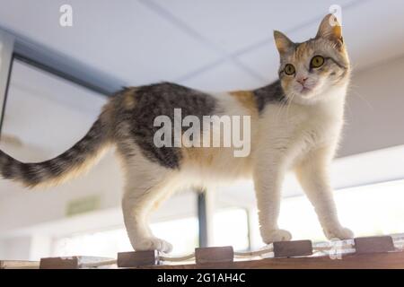 Un gatto Birman di sigillo, gattino di 4 mesi, maschio sale sulla trave di legno sul sottotetto sotto il soffitto angolato in cartongesso Foto Stock