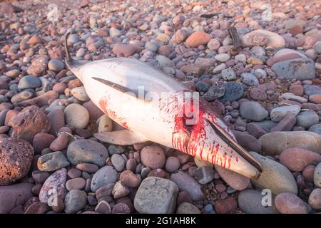 Morto a becco corto comune delfini lavati a riva su Freshwater West, Pembrokeshire, Galles, Regno Unito Foto Stock