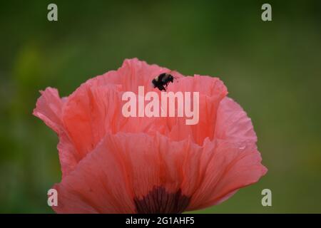 Papavero orientale, Papaver orientale visitato da un'ape Foto Stock