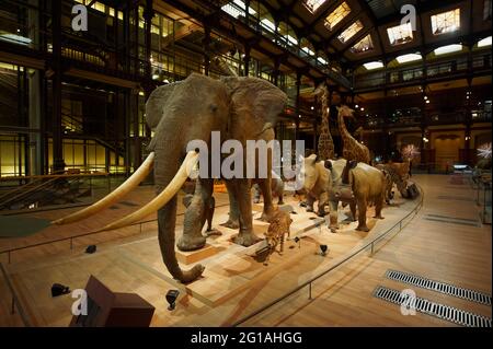 Francia, Parigi, Jardin des Plantes, Grande Galerie de l'Evolution (Galleria dell'evoluzione) Foto Stock