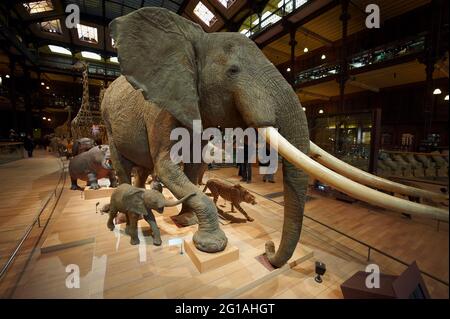 Francia, Parigi, Jardin des Plantes, Grande Galerie de l'Evolution (Galleria dell'evoluzione) Foto Stock