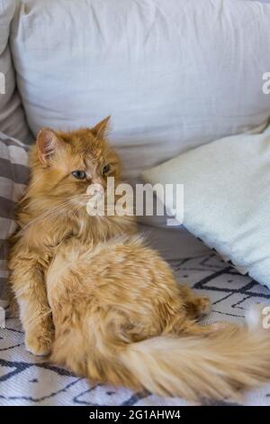 Gatto rosso soffice seduto come un umano a letto Foto Stock