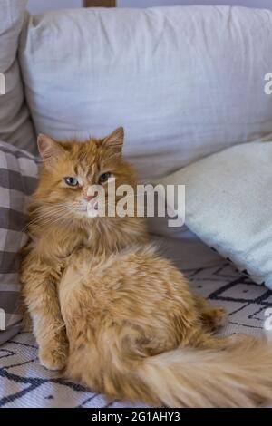 Gatto rosso soffice seduto come un umano a letto Foto Stock