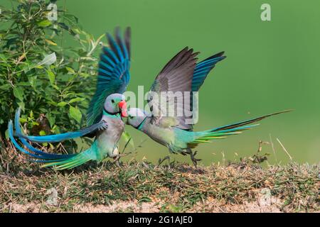 L'immagine di Malabar Parakeet (Psittacula columboides) a Shimoga, Karnatka, India, Asia Foto Stock