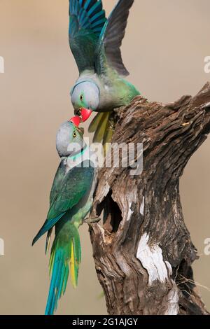 L'immagine di Malabar Parakeet (Psittacula columboides) a Shimoga, Karnatka, India, Asia Foto Stock