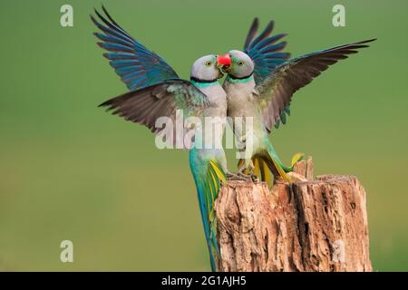 L'immagine di Malabar Parakeet (Psittacula columboides) a Shimoga, Karnatka, India, Asia Foto Stock