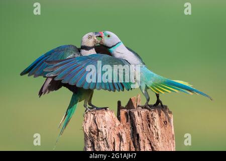 L'immagine di Malabar Parakeet (Psittacula columboides) a Shimoga, Karnatka, India, Asia Foto Stock