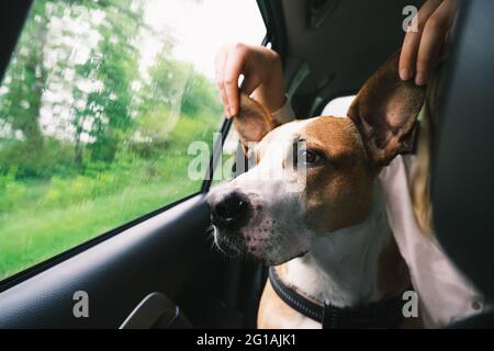 Cane divertente con grandi orecchie in auto vicino alla finestra Foto Stock