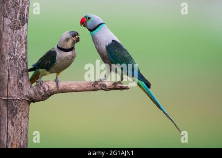 L'immagine di Malabar Parakeet (Psittacula columboides) che alimenta giovani a Shimoga, Karnatka, India, Asia Foto Stock