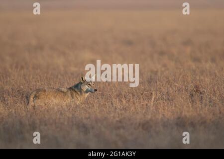 L'immagine del lupo indiano (pallipes Canis lupus) sprecato nel parco nazionale di Velavadar, Gujarat, India, Asia Foto Stock