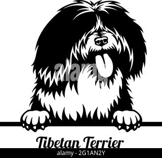 Cane da Pechino Tibetano Terrier - testa isolata su bianco - scorta vettoriale Illustrazione Vettoriale